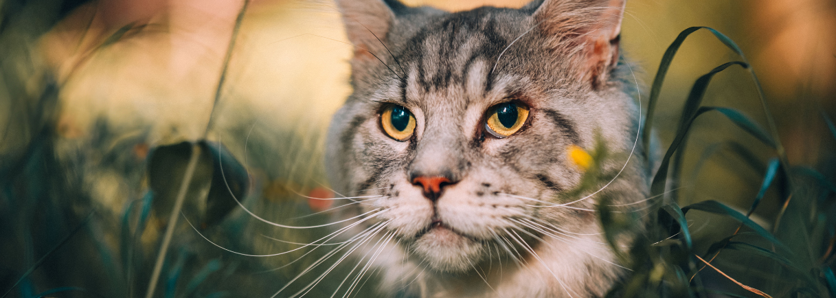 Salmon Cat Food