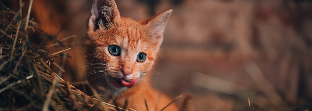 Salmon & Turkey Kitten Food