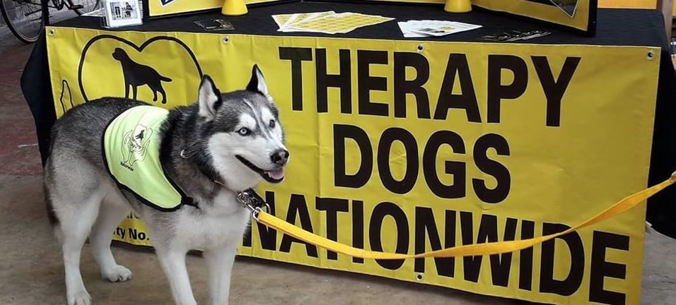 Husky in green vest with yellow leash at booth. “THERAPY DOGS NATIONWIDE” on bright yellow banner.