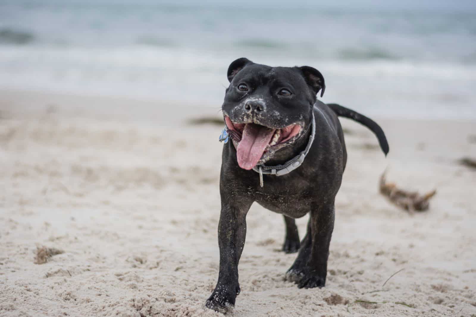 Black dog with tongue out walks on beach, waves blurred in background.