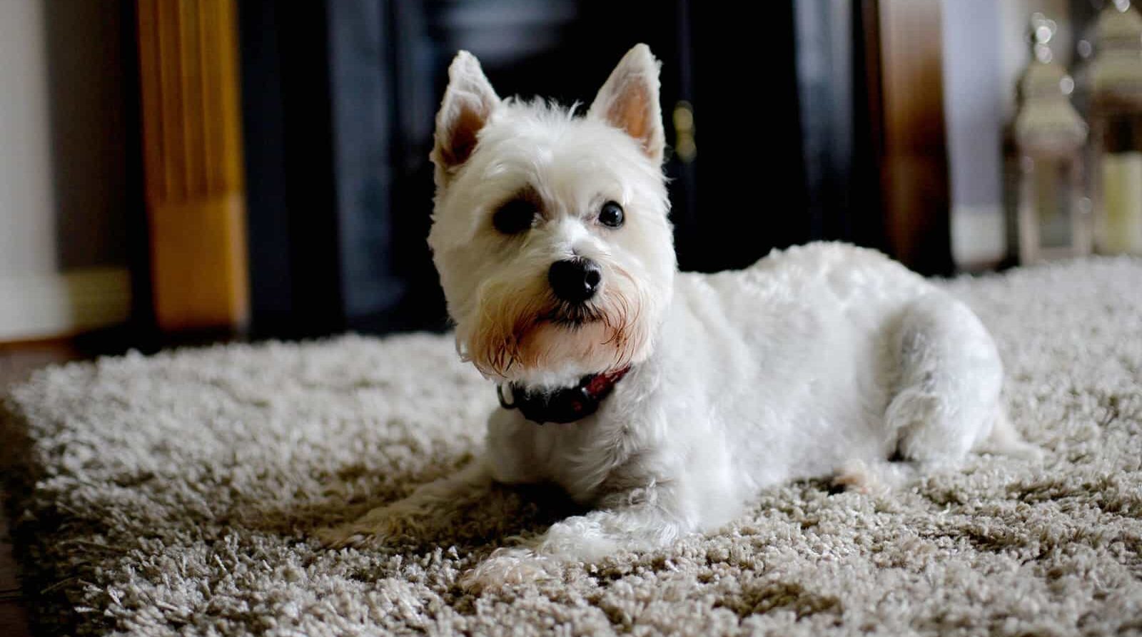 White dog lies on beige carpet, gazing forward. Fireplace behind adds to the cozy interior setting.