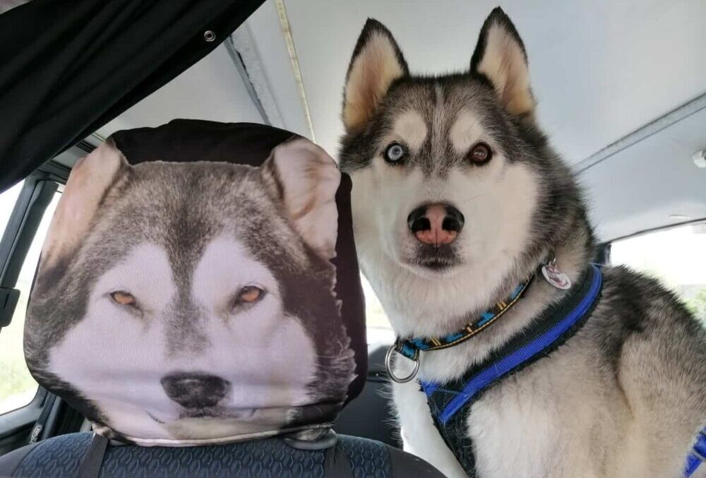 Husky in car beside seat cover with Husky face print. Blue harness visible, car interior shown.