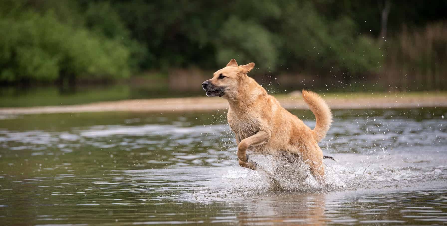 Golden dog jumps through shallow water, splashing; forest in background.