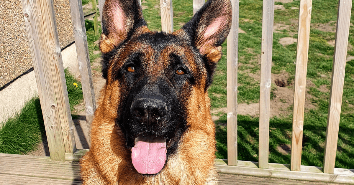 German Shepherd sits on wooden deck with a grassy garden behind.