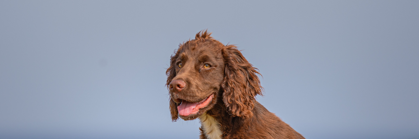 Mackerel with Raspberries Crunchy Dog Treats