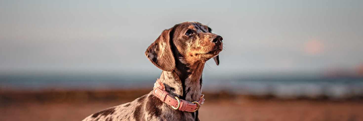 True Fresh Fish Dog Food for Small Breeds
