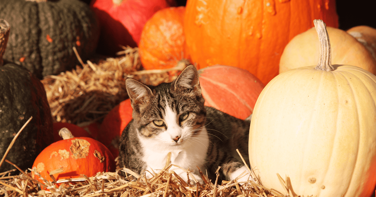 Tabby cat among pumpkins and straw. Autumn harvest decor creates a cozy seasonal vibe.