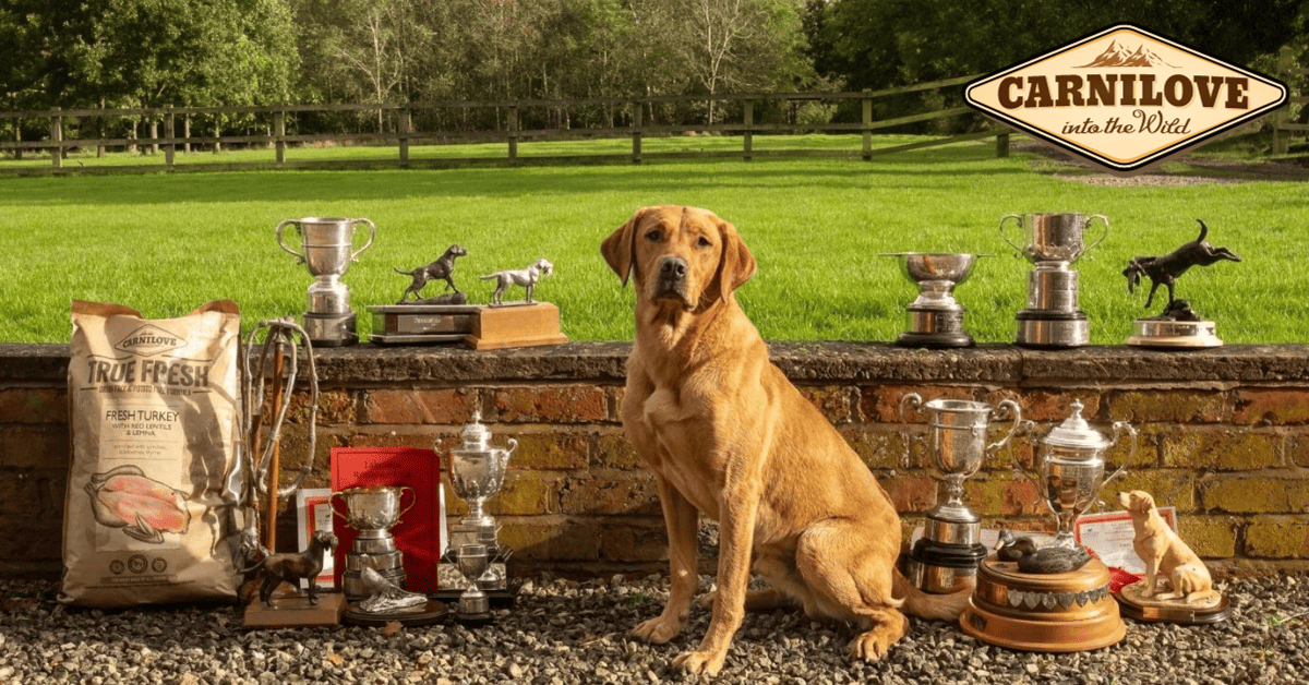Dog sits by trophies and awards on brick wall. 