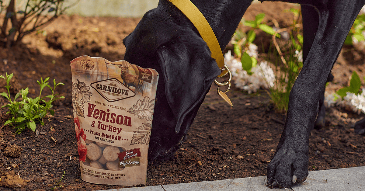 Carnilove Freeze-Dried Raw Dog Treats Blog Image
