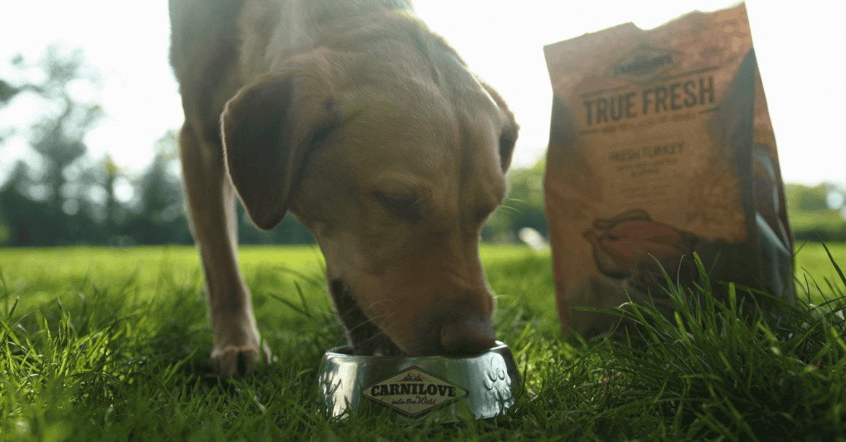 Dog eats from Carnilove bowl beside “TRUE FRESH” turkey bag in a grassy park.