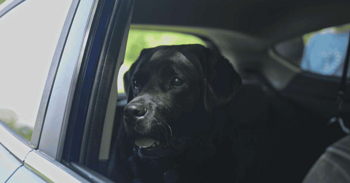 Black dog peers from open car window, light streaming in. Green scenery outside, car interior dimly lit.
