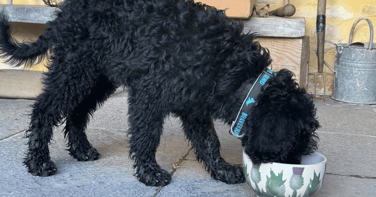 Diesel the trainee Assistance Dog eating Carnilove Dry Dog Food