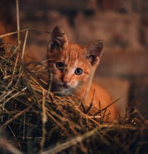 Feeding Carnilove to Kittens