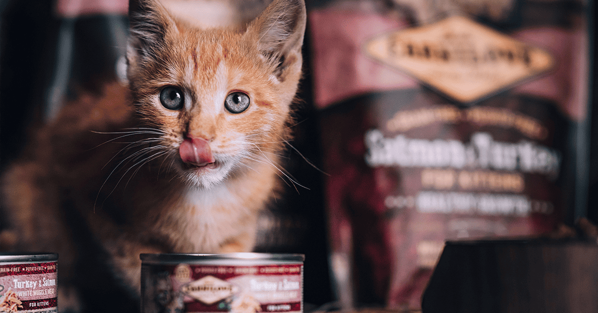 feeding kittens