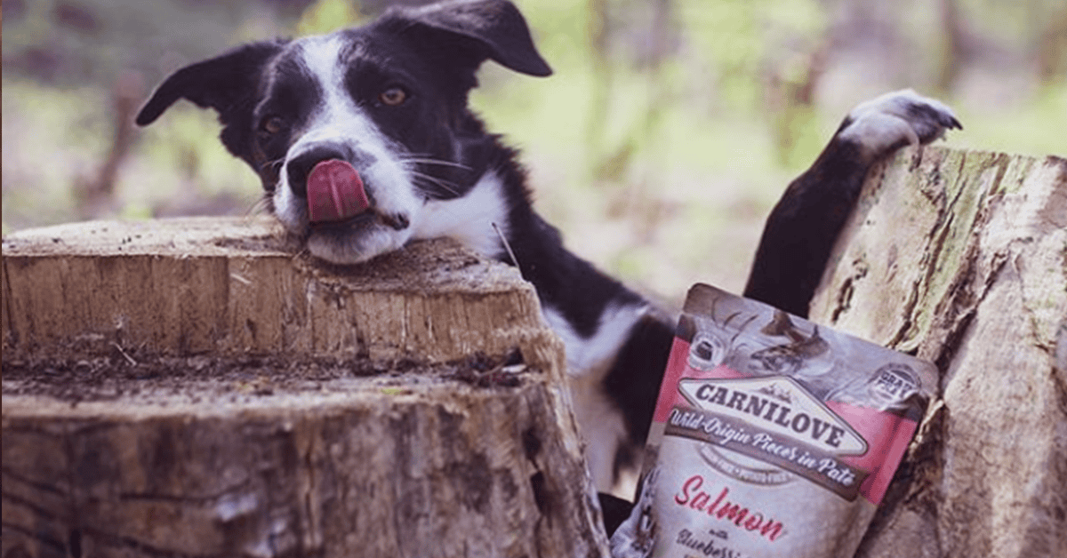 wet dog food for fussy eaters