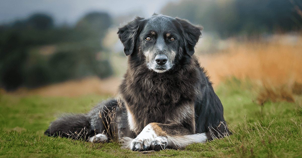 feeding older dogs