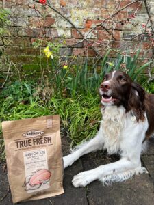 How to Feed an Older Dog: Nutrition & Meal Plans