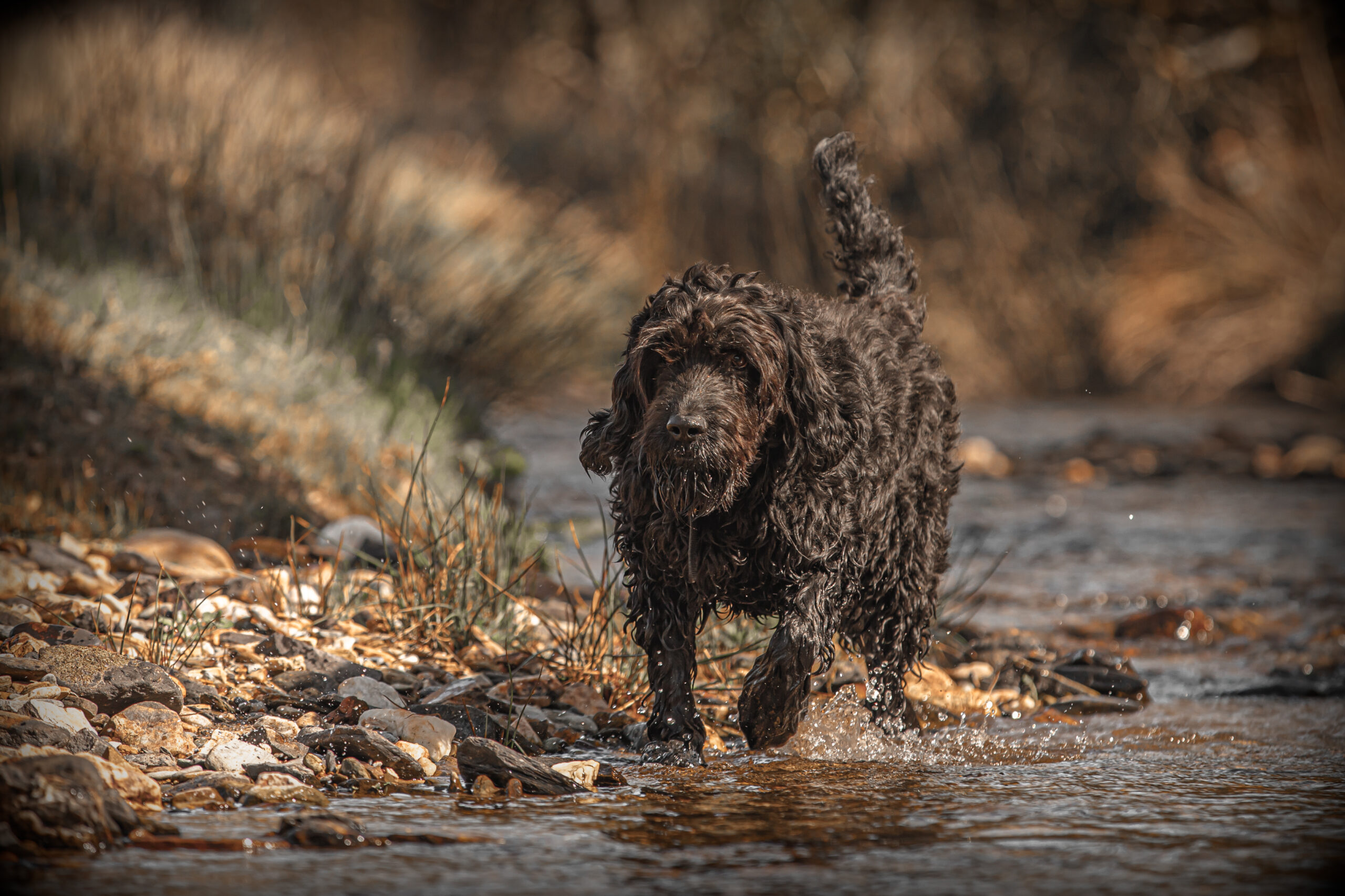 Duck with Timothy Grass Wet Dog Food