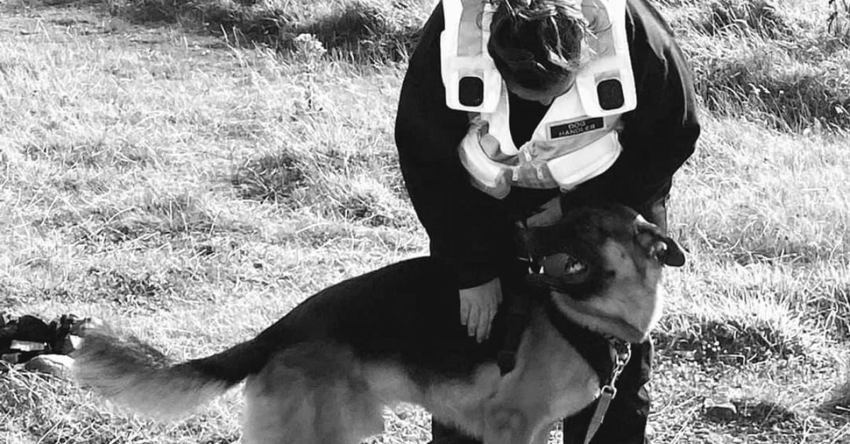German Shepherd with 