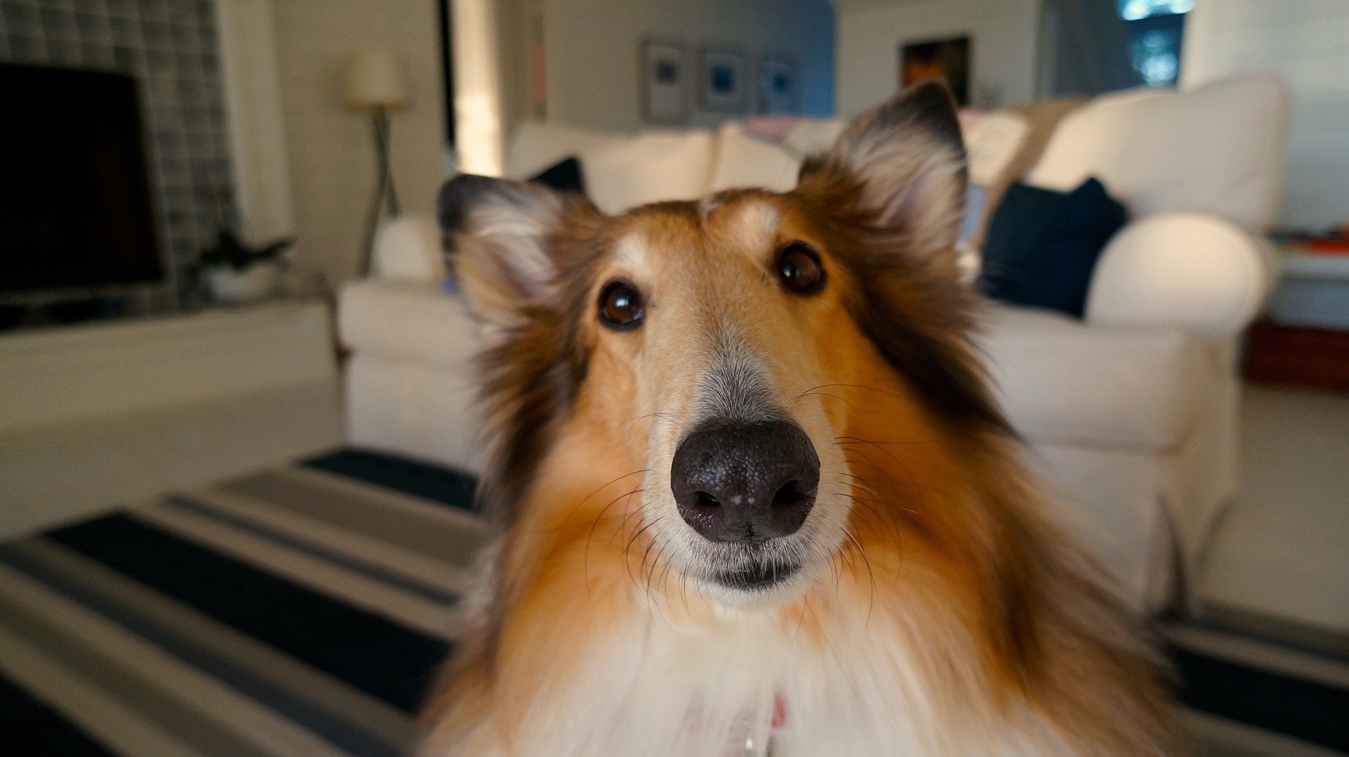 how to help your dog with firework anxiety