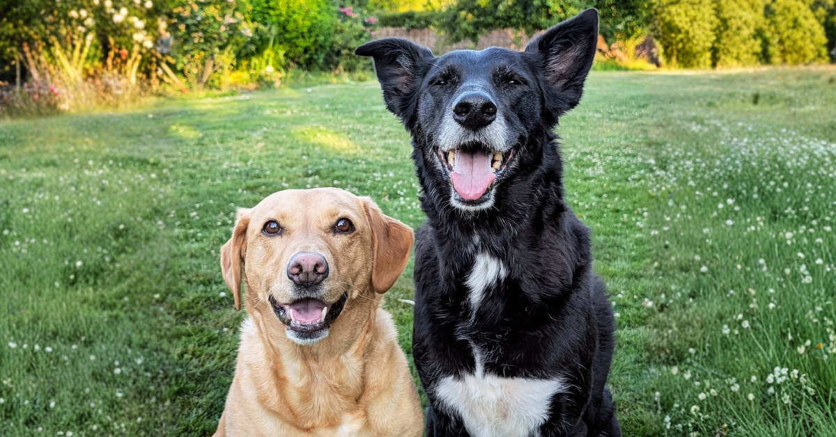 Meet the Ambassador: Olive & Daisy from Surrey Canine Corner