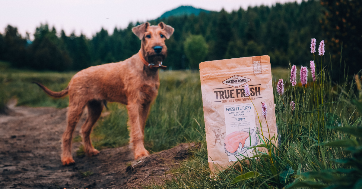 puppy food